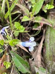 Image result for Lindernia monroi