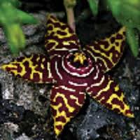 Image result for Ceropegia namuliensis