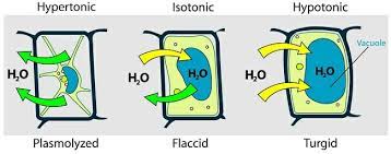 Hypotonic Solution Definition Examples Biology Dictionary