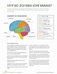 Why Do Zombies Love Brains Find Out With This Collection Of Fun Facts And A Colorful Diagram Of The Brain In 2020 Brain Facts Science Worksheets Ap Psychology