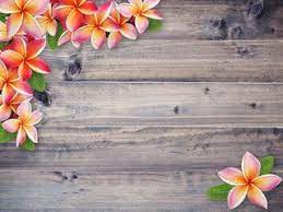 Plumeria Flower On Brown Wood Background Hawaiian Background Plumeria Tropical Flowers
