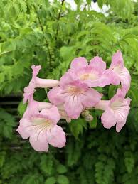 ピンクノウゼンカズラ - 植物図鑑 - エバーグリーン