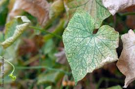 Image result for thrips damage on cucumber