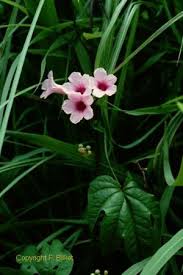 Image result for Ipomoea mauritiana