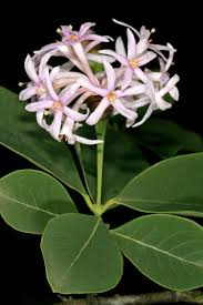 Image result for Dais cotinifolia