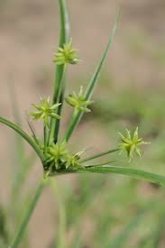 Image result for Cyperus derreilema