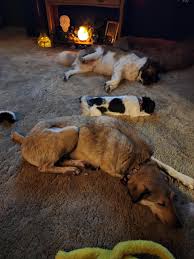 El Paso military contractor rescues overseas dogs