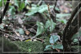 Image result for Hetaeria heterosepala