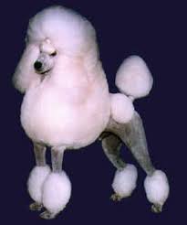 Maybe you would like to learn more about one of these? Tyler Tx Poodle Breeders Offer Black White Standard Poodles For Sale Standard Pudel Angebote Filme