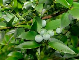 Image result for Nageia nagi