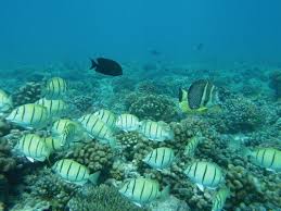 White coral reef decorations props definition in drama. Atolls Of The Tropical Pacific Ocean Wetlands Under Threat Springerlink