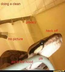 Snake Meme Heck Off Cute Reptiles Cute Funny Animals Cute Snake
