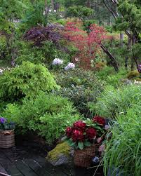 Johanna On Instagram Maples And Rhododendrons Are A Perfect Match With Native Blueberries And Conifers In 2020 Rhododendron Conifers Perfect Match