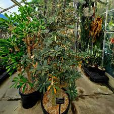 Image result for Dorstenia psilurus