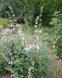 Image result for Ceratotheca triloba