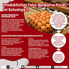 Maybe you would like to learn more about one of these? Produktivitas Telur Berwarna Pucat Ini Solusinya Podomoro Poultry Equipment