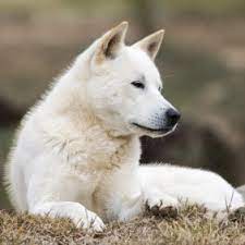 With erect ears, a thick tail and an athletic build, the korean jindo is a wolflike dog breed originating in south korea. Korea Jindo Dog Hunderasse Mit Bild Info Temperament Charakteristiken Und Fakten