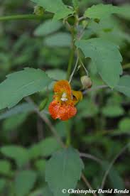 Image result for Impatiens kivuensis
