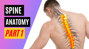 Just going back to the sagittal plane, the plane that divides the body exactly equally into right and left halves is known as the median sagittal plane. Basic Spine Anatomy Part 1 Youtube