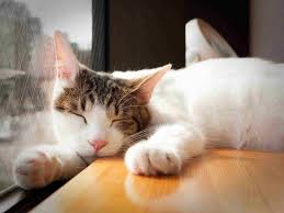 See the table of the target heart rate zone and maximum heart rate as per age, and learn how to lower your heart rate. Cat Health What Is Considered Normal