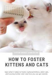 Fostering kittens is a wonderful and helpful thing to do. How To Foster Kittens And Cats Learn More On Litter Robot Blog