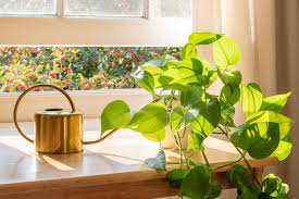 While pothos likes bright, indirect light it can thrive in areas that dont get a lot of sunlight or have only fluorescent lighting. How To Grow And Care For Golden Pothos Martha Stewart