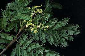 Image result for Libidibia coriaria