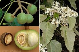 Image result for Aleurites