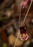 Image result for Eulophia longisepala