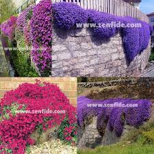 Aubrieta Fidesi Obrezya Fidesi Cicekli Yer Ortucu Bitki Fidesi 12 90 Tl Tohumlar Bitki Tohum