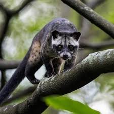 Musang biul termasuk musang yang memiliki ukuran paling kecil dan ramping jika dibandingkan dengan musang jenis lainnya. Deretan Makanan Musang Biar Gemuk Dengan Cepat Pintarpet