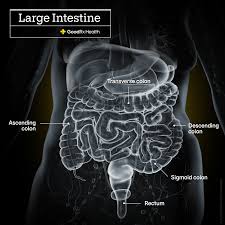 What Is Rectal Cancer? And How Is It Different Than Colon Cancer? - GoodRx