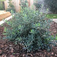 Image result for Olea