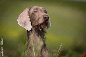 Image result for slovenský ohař hrubosrstý