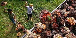 * malaysian palm oil board, p. Malaysia Cuts Palm Oil Export Tax To Nil For September Nikkei Asia