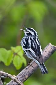 By 1900, the introduction of rats and cats following human settlement had wiped out the birds from everywhere apart from all black robins have the same weaknesses and strengths, stemming from the fact they have similar dna. 170 Birding Ideas Birds Bird Bird Watching