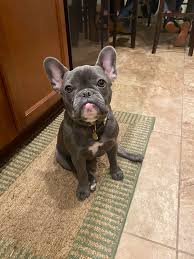 Is your dog barking at night, every night? I Was Surprised He Sat Ran Into This 6 Month Frenchie Last Night Told Him To Sit And Whose A Good Boy Dogtraining