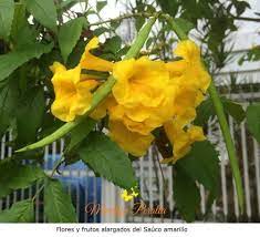 Pin En Arboles Y Flores En Republica Dominicana