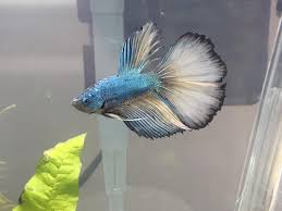 Betta macrostoma can be housed in pairs, species tanks, and community tanks. A Lucky Pic Of The New Guy Howl Can T Wait To See How He Develops Bettafish