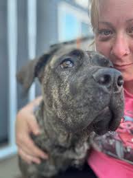 Don't judge a dog by her angry face