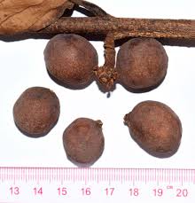 Image result for Lettowianthus stellatus