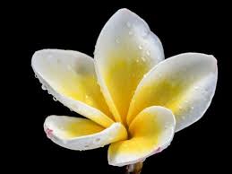 Pin On Flowers
