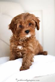 Only guaranteed quality, healthy puppies. Cavapoo Puppies For Sale Near Me Puppies Near Me Cavapoo Puppies For Sale Cavapoo Puppies Puppies Near Me