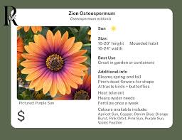 Image result for Osteospermum nyikense