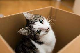 Das günstigste angebot beginnt bei € 170. Umziehen Mit Katzen Tipps Fur Die Eingewohnung