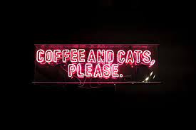 Not only will searching coffee shop near me help you socially, but it may just be a good thing for you health as well. There Must Be Cat Cafes Near Me Where Are The Cat Cafes In Nc