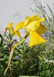 Image result for Moraea spathulata