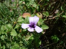 Image result for Dyschoriste thunbergiiflora