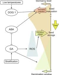 Germination An Overview Sciencedirect Topics