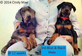Having a small kennel gives me the necessary time to devote my full attention to each of my dogs. European Doberman Pets And Animals For Sale Ohio